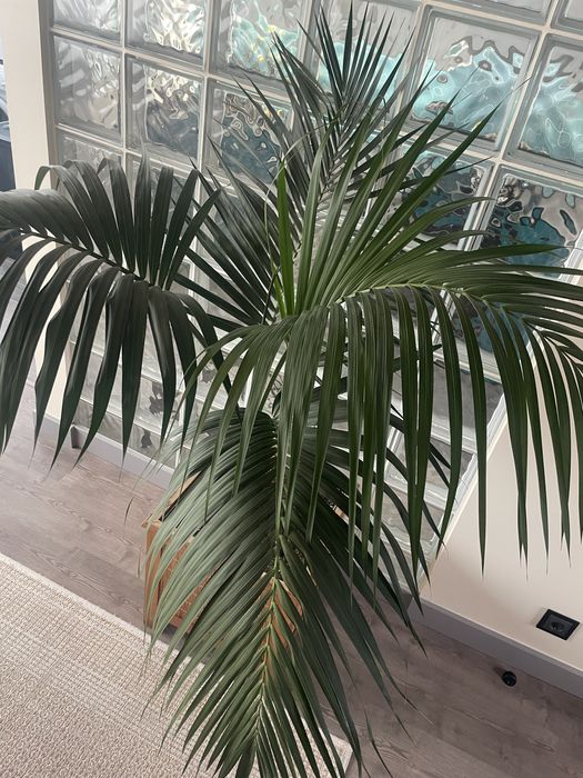 Palmeira Kentia (1,5 metro) com vaso