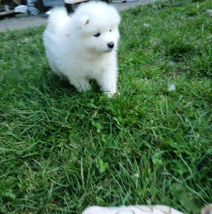 Samoyed ślicznej białe  misie gotowe  do odbioru