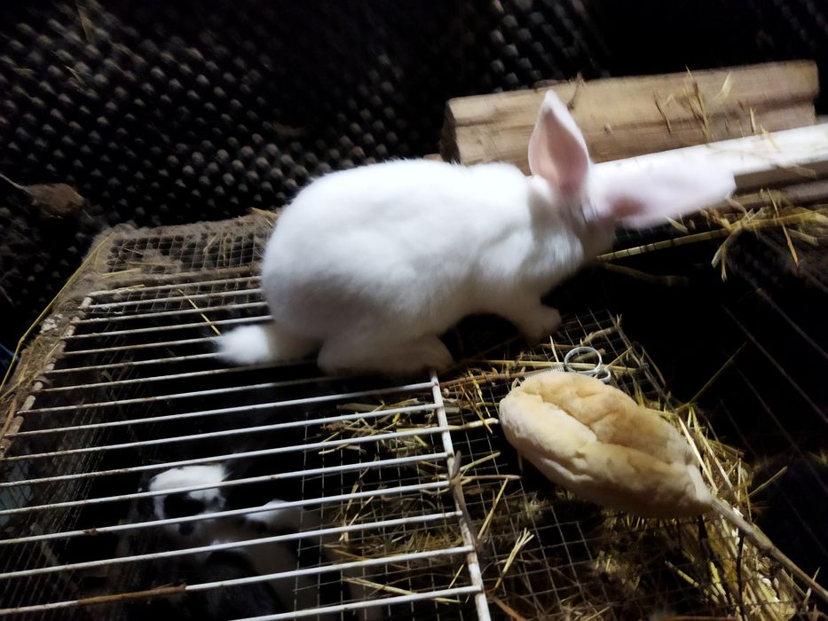 Vendo Coelhos com mais de 2 meses