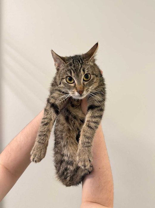 Ida - 7-miesięczna, pełna życia kotka szuka kochającego domu!