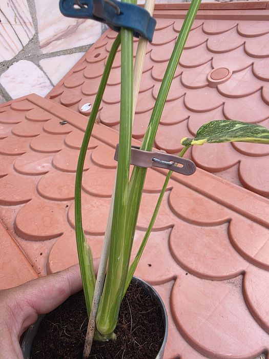 Monstera  Electrolyte/ ElectroLight