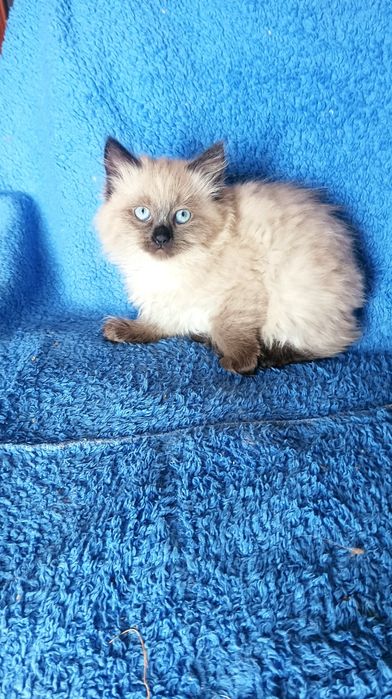 Хлопчик Невстка маскарадна 2 міс