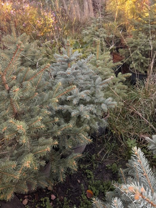 Декоративные растения