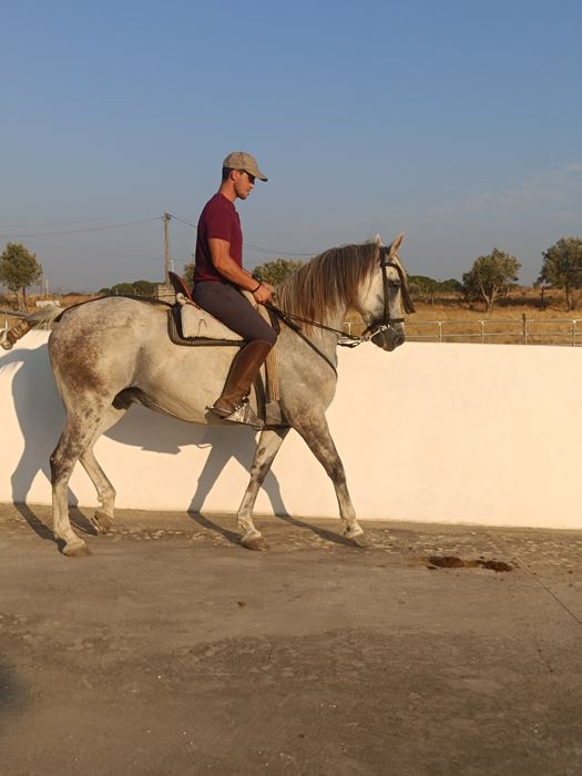 Para venda cavalo capado