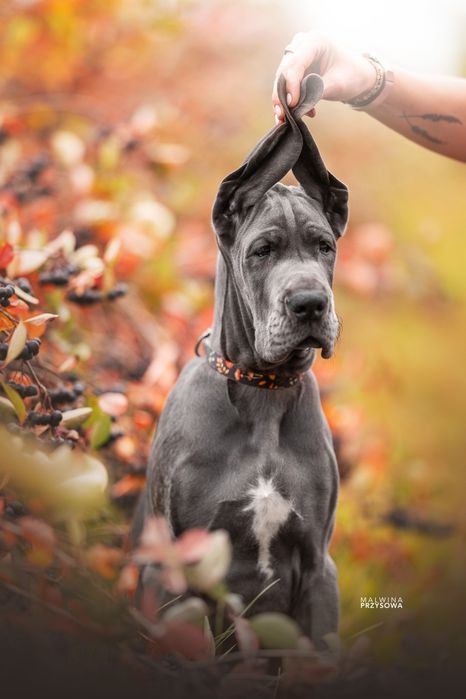 Dog Niemiecki suczka