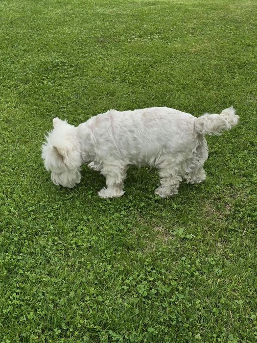 Piesek West highland white terrier