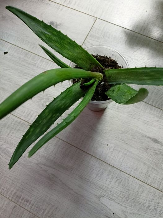 Черенки алоэ вера