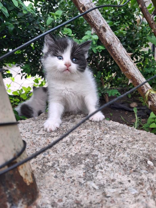 Кішечка, кошеня, котик Первомайськ Миколаївська обл.