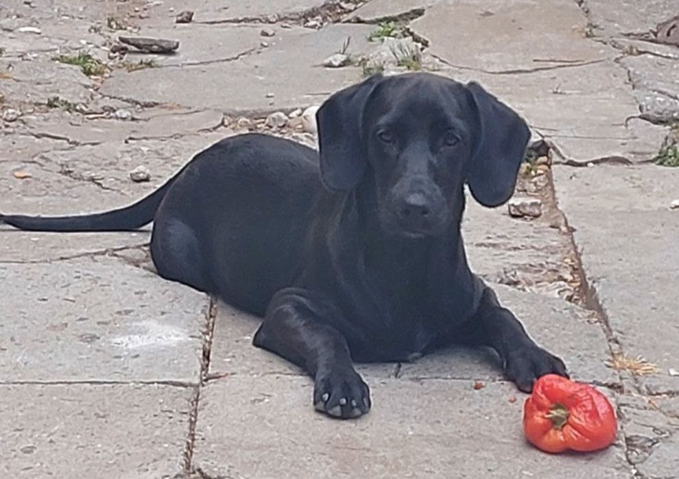 Прекрасные 2ух месячные щенки метис)