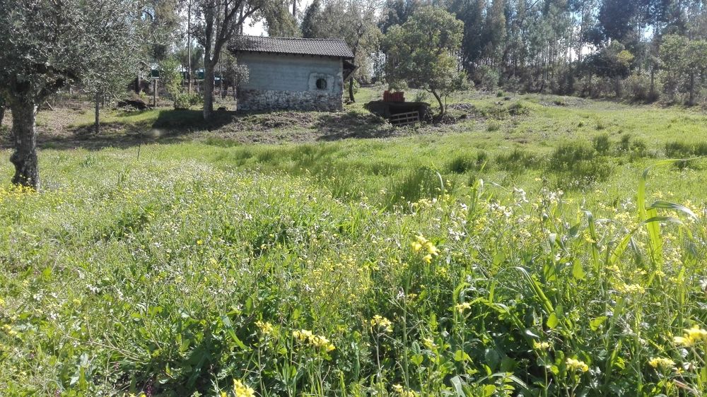 Quintinha - terreno vedado com uma  casita