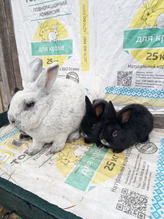 Європейське срібло