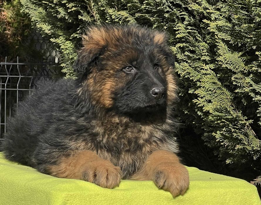 Owczarek Niemiecki Długowłosy - Piesek