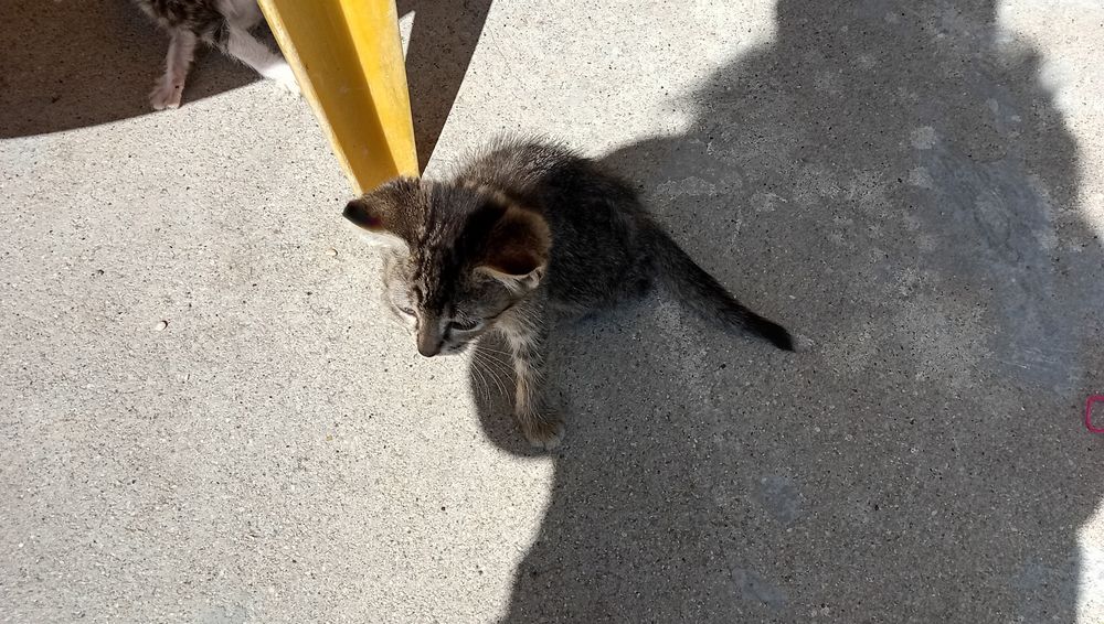 Gatinho para adoção