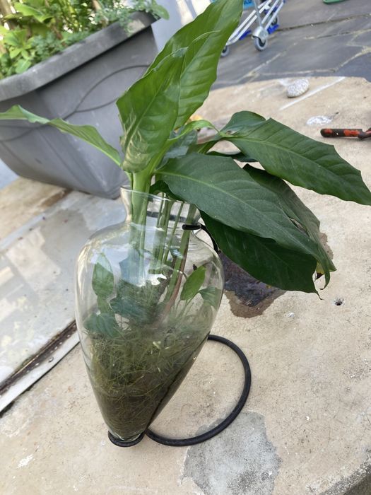 Lirio da paz planta ultima unidade