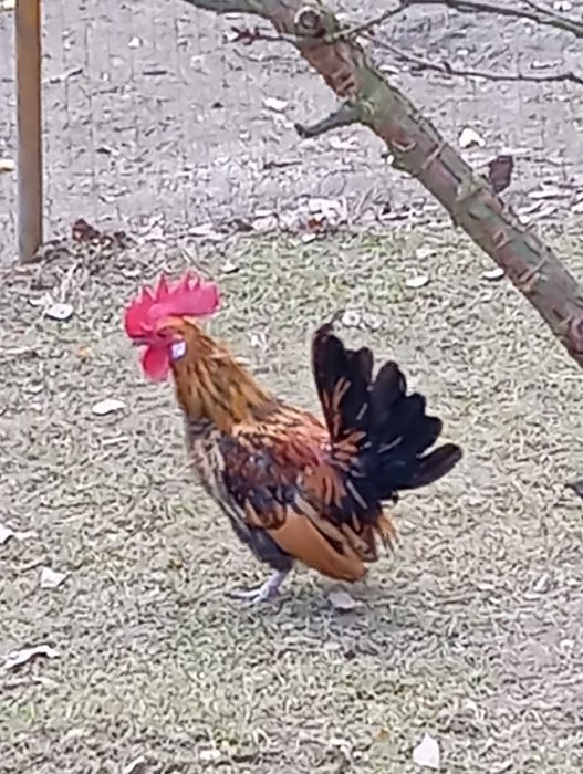 Sprzedam koguta miniaturkę