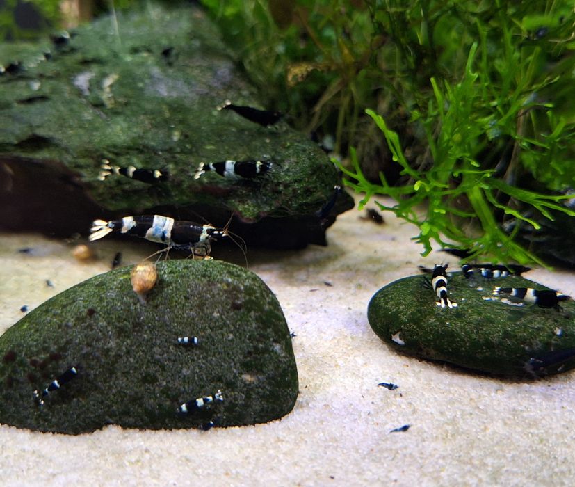 Krewetka cardina Taiwan bee panda black