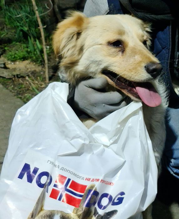 Отдам в добрые руки не на цепь