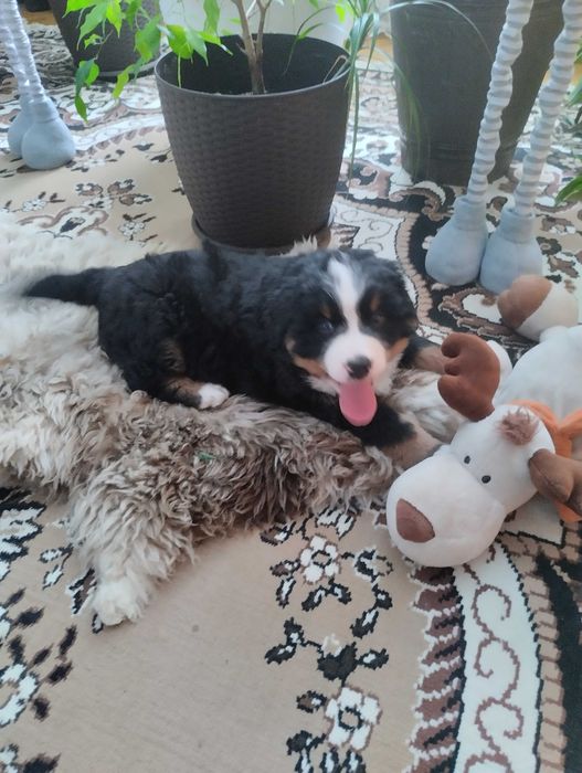 Продам цуценята бернского зененхунда