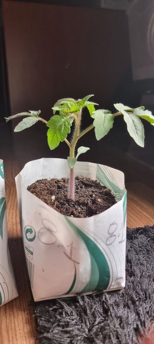 Tomate Preto ( mudas )