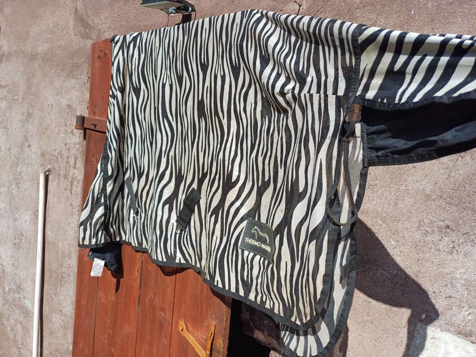 Zebra derka siatkowa 115