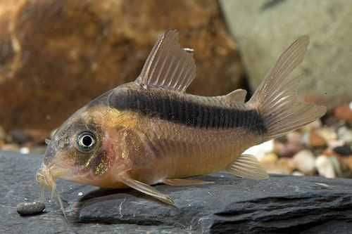 Kirysek rdzawy - Kirys czerwony - Corydoras rabauti - dowóz, wysyłka