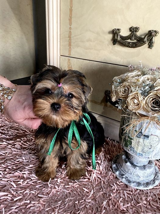 Йорки гарнесенькі