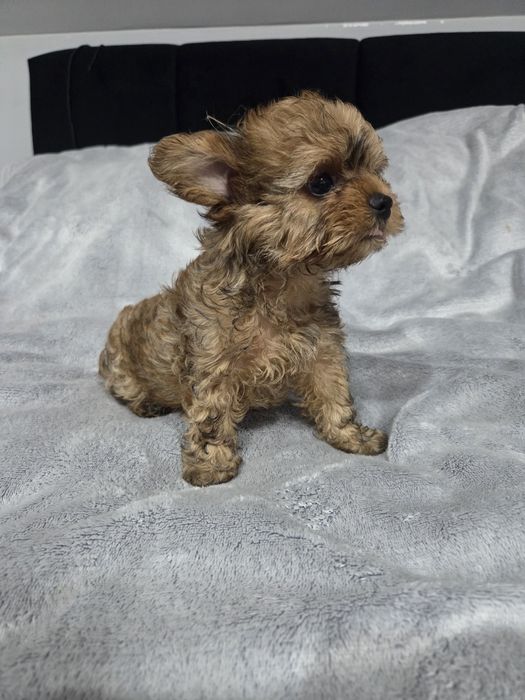 Yorkshire Terrier Ocean Pearl pies
