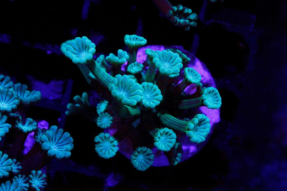 Alveopora Neon Light Green Szczepki Więsksze  FLUOLAMPS.PL WYSYŁKI