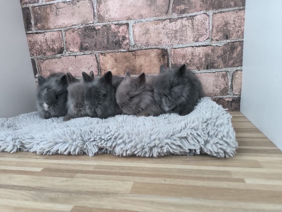 Króliczki karzełki Teddy mini króliki metryka