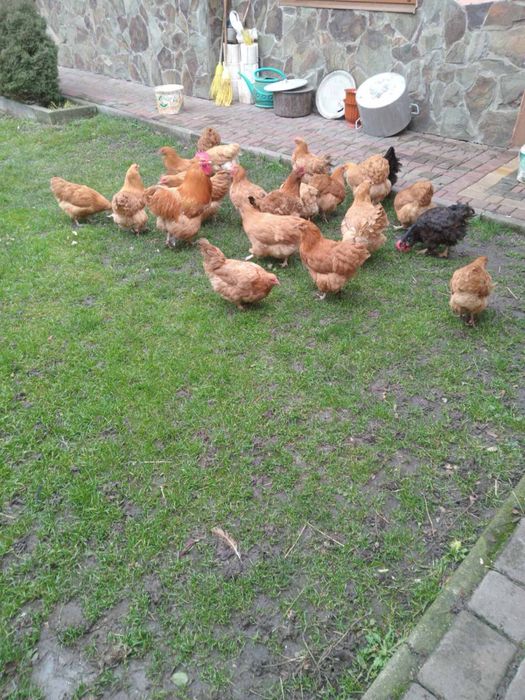 Палевий орпінгтон