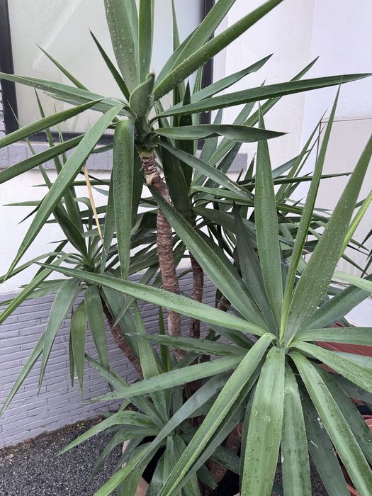Yuca-gigante em vaso