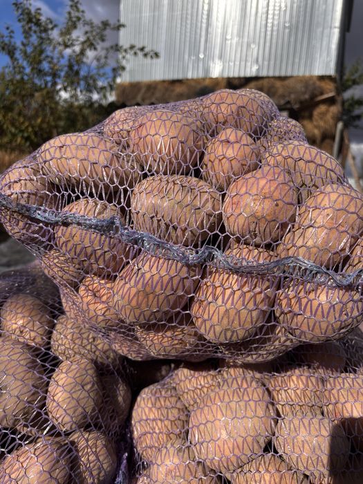 Продам картоплю белла роса та княгиння