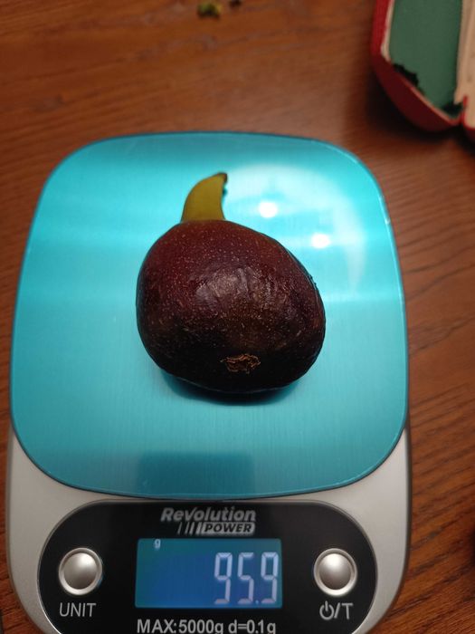 Sadzonki figi pospolitej Ficus carica w odmianach Desert King, Excel, Francuesco.