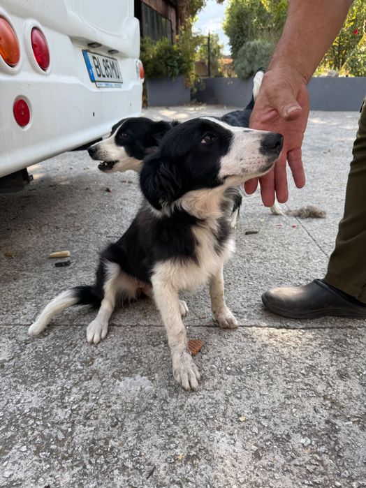 Border collie 5 meses