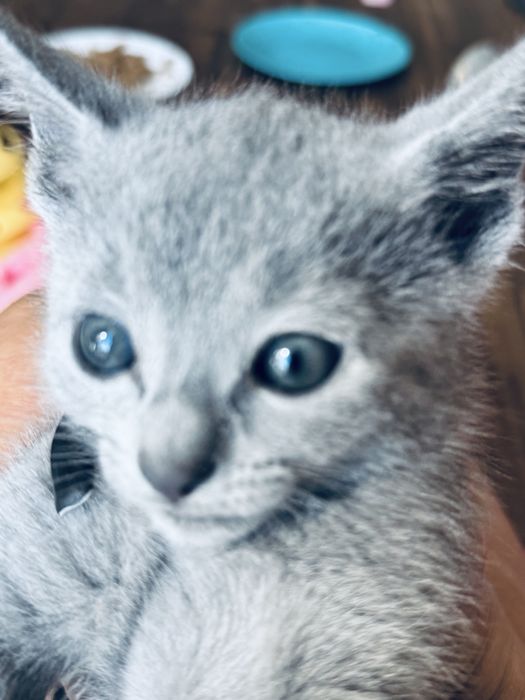 Rosyjski Niebieski Chłopiec