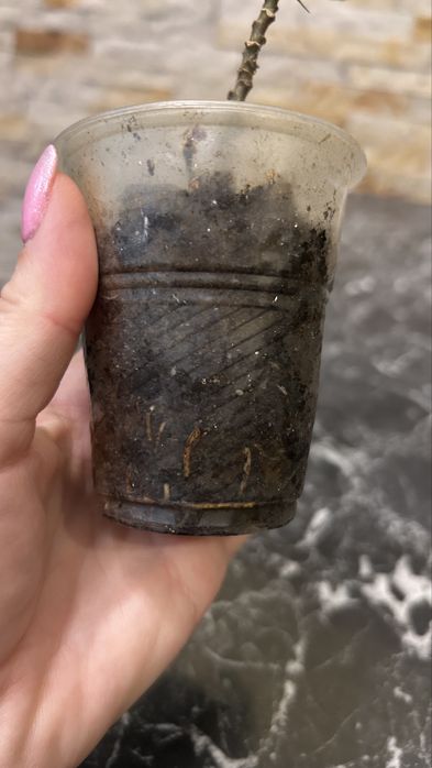 Гібіскус  Купера