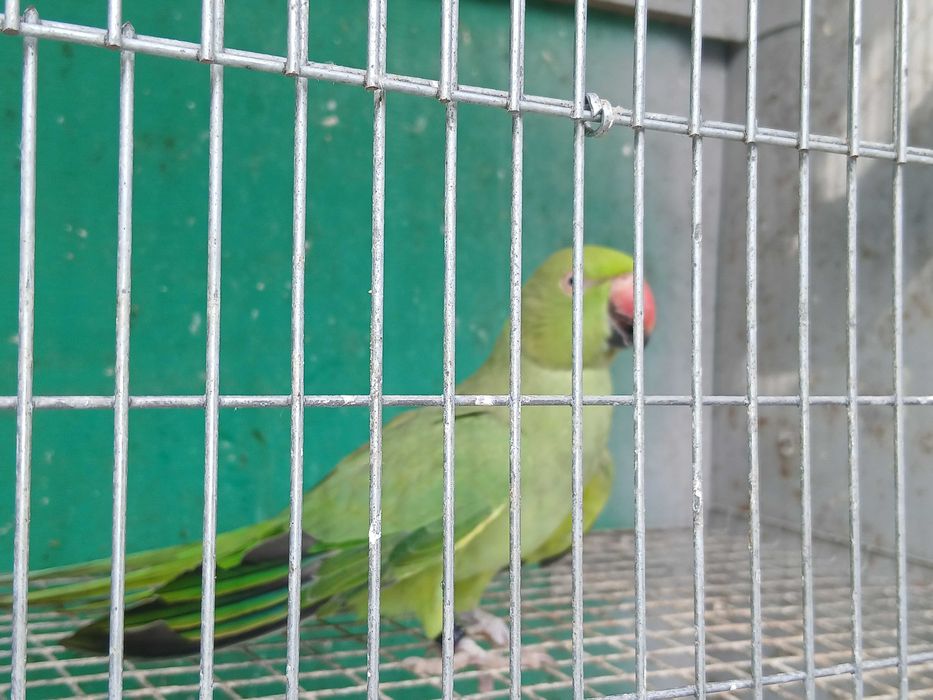 Ring nek verde fêmea de 2025