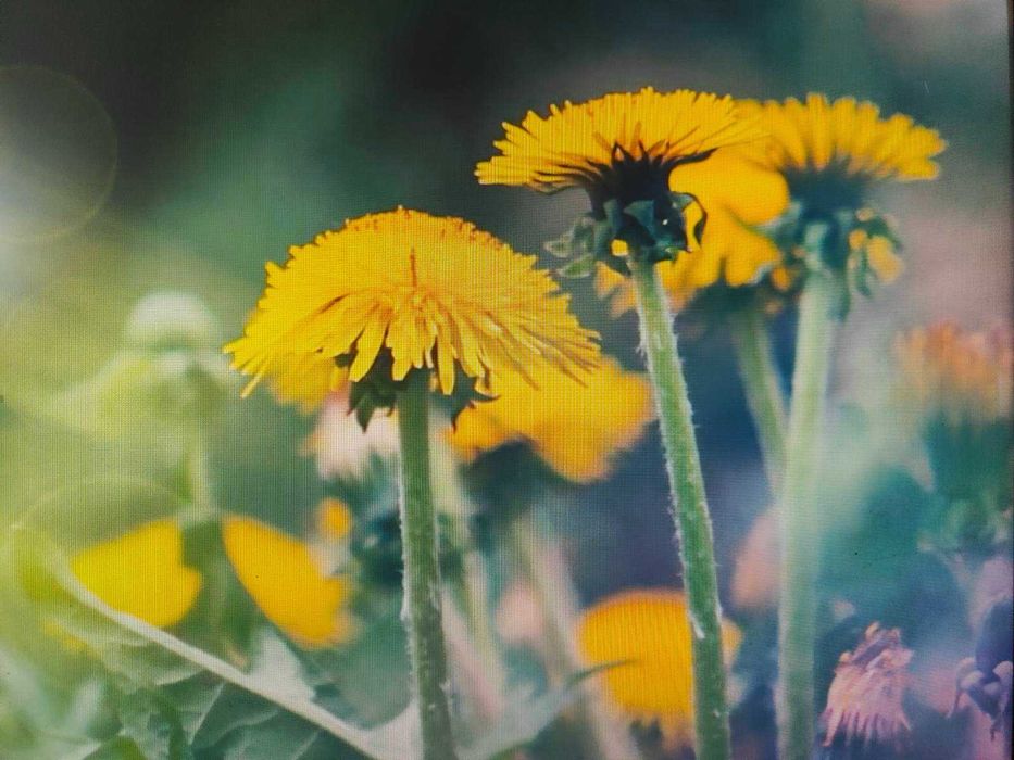 Монітор LG 22EA53VQ-P 21.5 дюйма, IPS, Full HD, 60 Гц