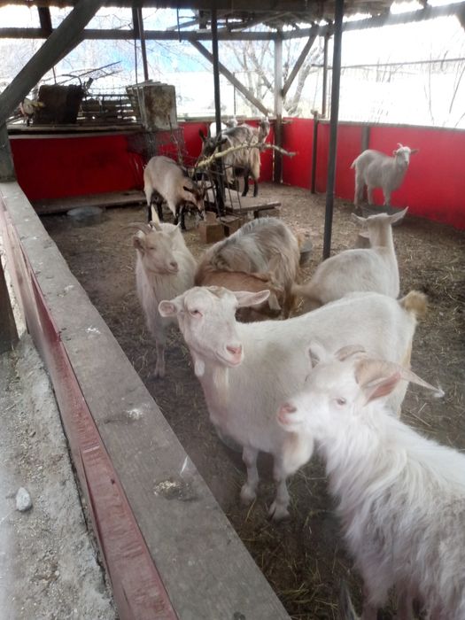 Продам молодых коз