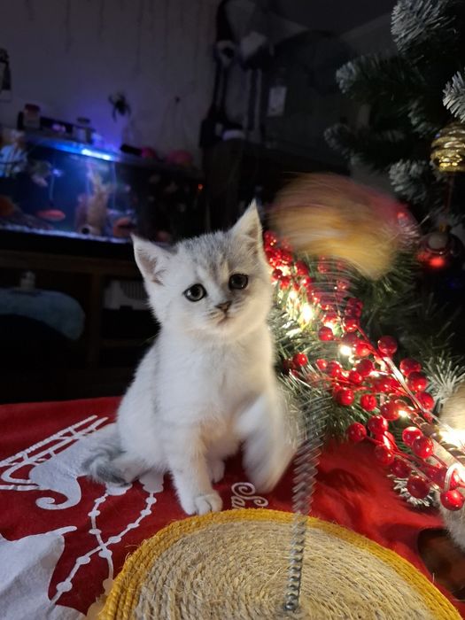 Шотландські кошенятка