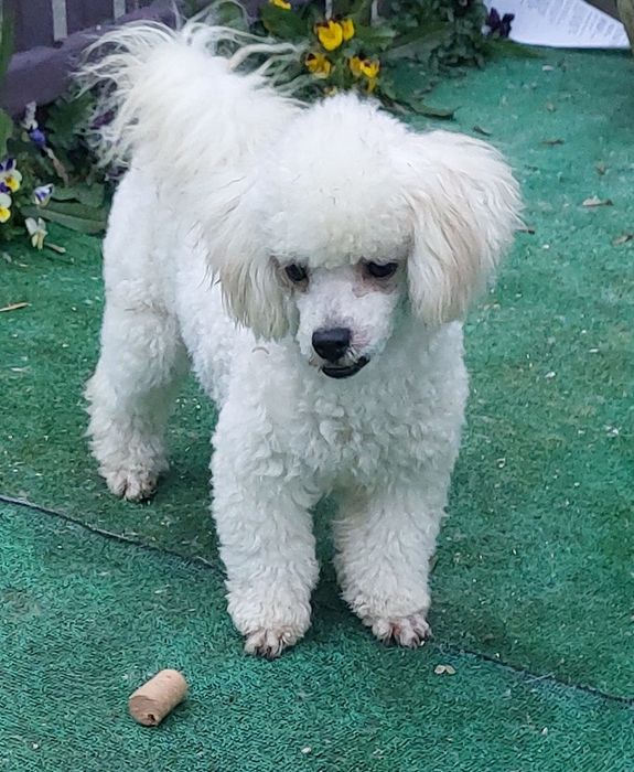 Piękna pudel toy biały