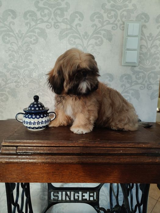Shih tzu złota suczka z rodowodem