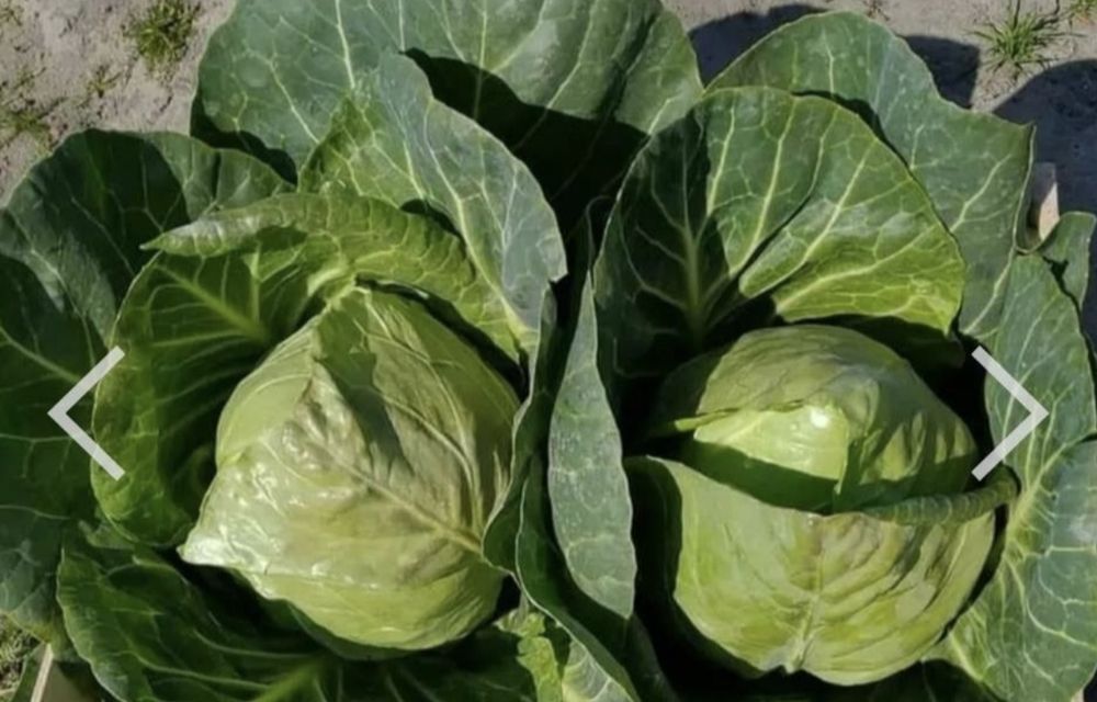 Kapusta młoda do hurtu