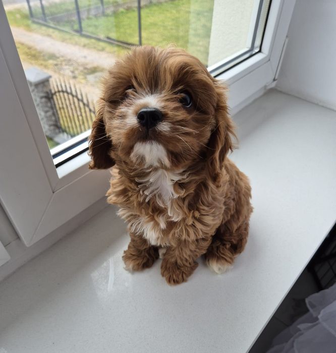 Piesek Cavapoo F1 Cavalier & Pudel