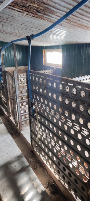 продаю домашнє господарство