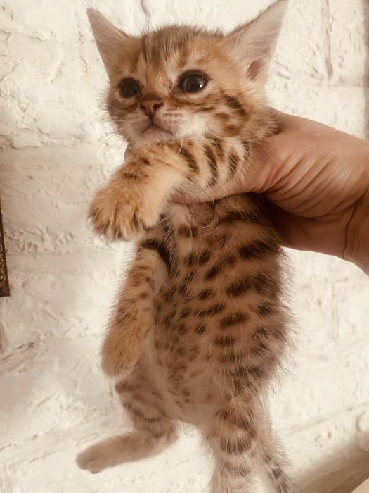 Маленькие леопардики F6  станут украшением вашего дома