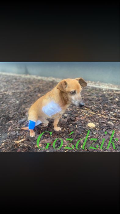 Goździk szuka kochajacego domu