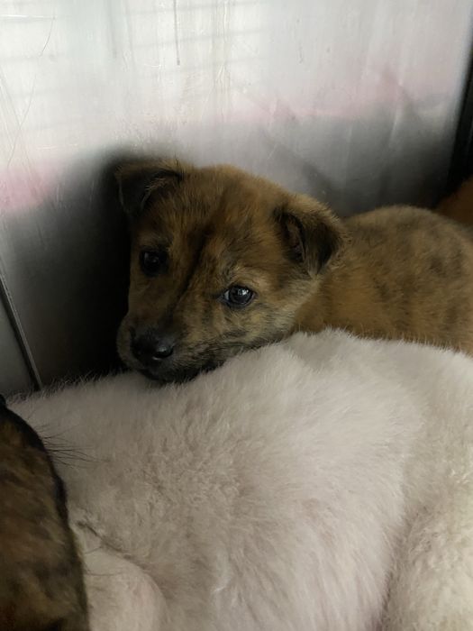 Cachorros bebés para adoção responsável