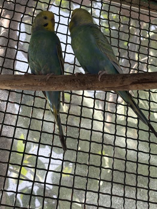 Cedo casal de periquitos arco ires anilhados de 2024