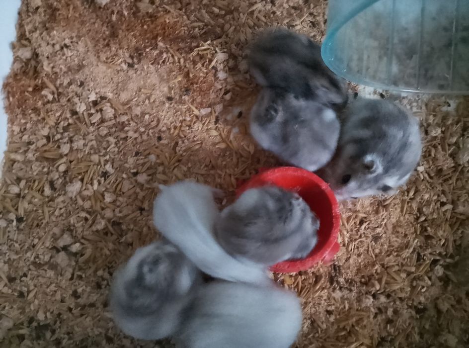 Хомячки Кременчуг